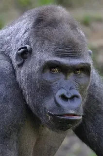 Sticker @StickerEdit_bot :: @StickerEdit - 1