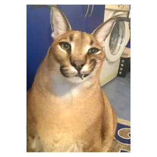 Стикер Создать стикеры @StickerEdit_bot - 2