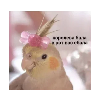 Стикер Создать стикеры @StickerEdit_bot - 1