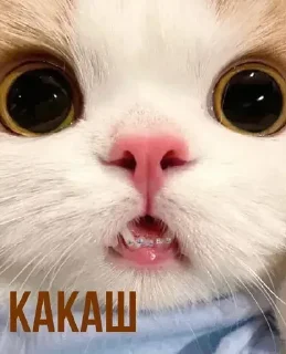 Стикер Создать стикеры @StickerEdit_bot - 2