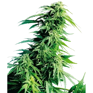 Sticker Создать стикеры @StickerEdit_bot - 9