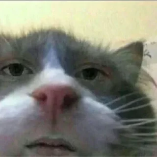 Sticker Создать стикеры @StickerEdit_bot - 0