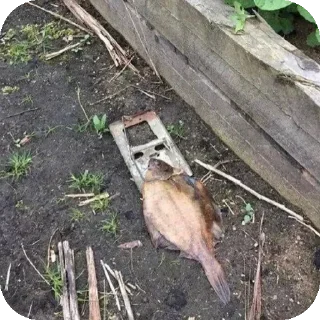 Стикер Больше стиков тут: @stikery4 - 9