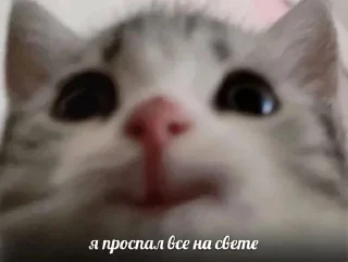 Sticker Больше стикеров: @sticerru - 6