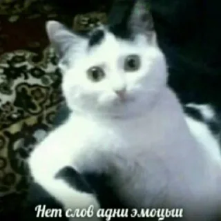 Sticker Больше стикеров: @sticerru - 11