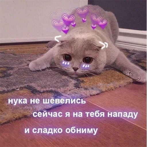 cat animal small to medium-sized cats