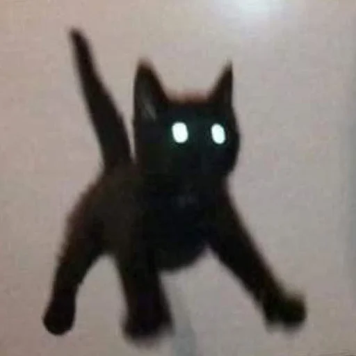 mammal animal domestic cat