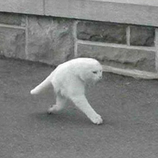 animal mammal outdoor