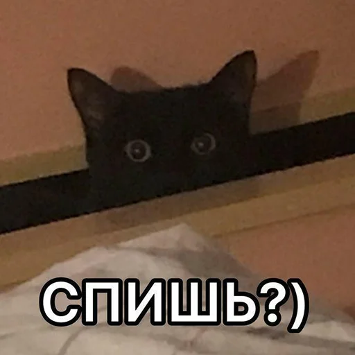 cat small to medium-sized cats mammal