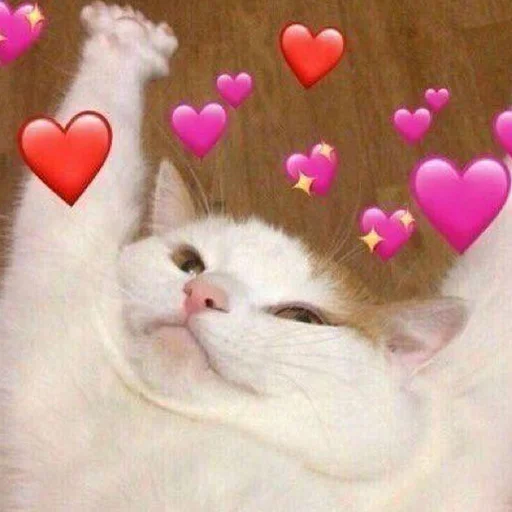 small to medium-sized cats mammal felidae