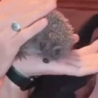 Стикер бляэтопиздец - 11