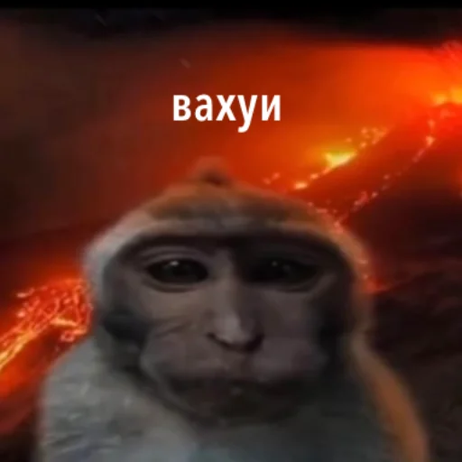фулл комбо набор вахуи - 
