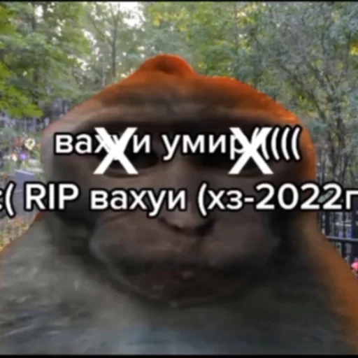 Стикер vahuibylisiskitty - 1