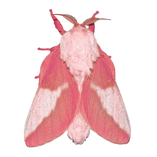 moth - 
