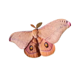 Стикер moth - 2