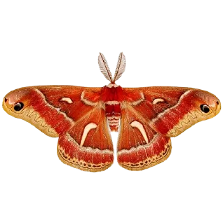 Стикер moth - 5