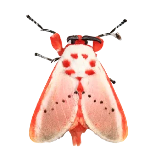 Стикер moth - 11