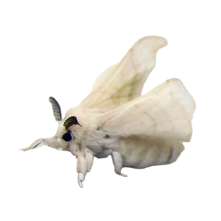 Стикер moth - 0
