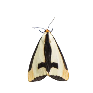 Стикер moth - 1