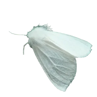 Стикер moth - 4