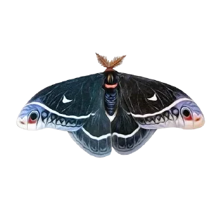 Стикер moth - 8