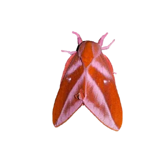 Стикер moth - 6