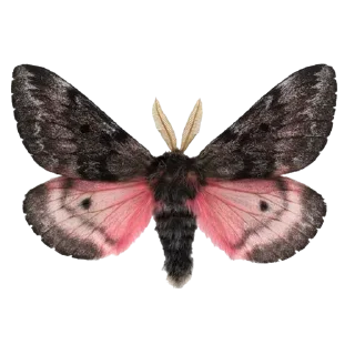 Стикер moth - 7