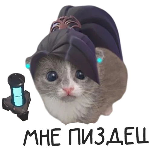 small to medium-sized cats cartoon animal