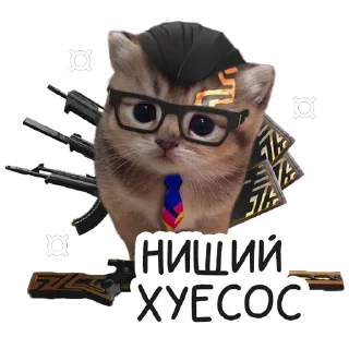 mammal domestic cat cat