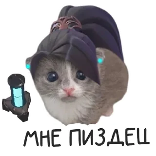 small to medium-sized cats cartoon animal