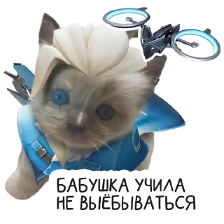 domestic cat animal small to medium-sized cats