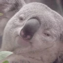 Всратость - animal