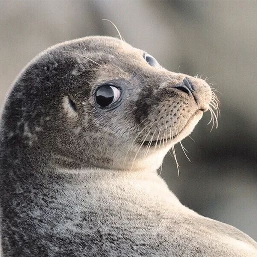 animal mammal marine mammal