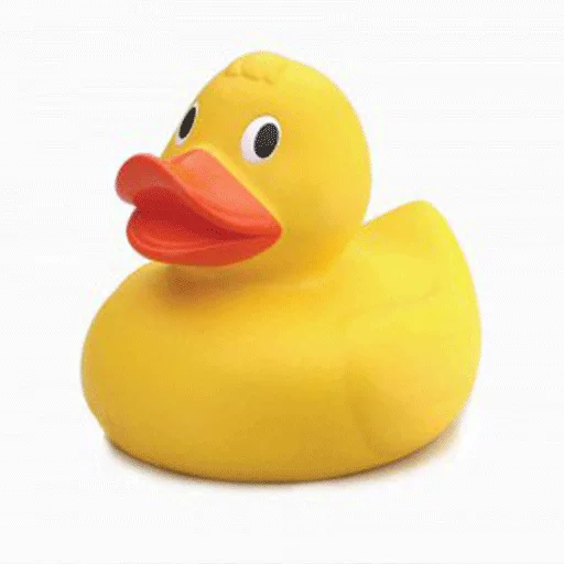 duck rubber ducky toy