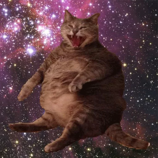 small to medium-sized cats animal felidae