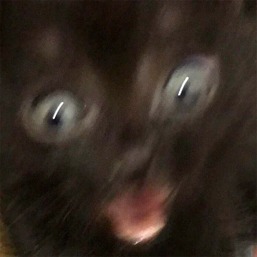 animal mammal small to medium-sized cats