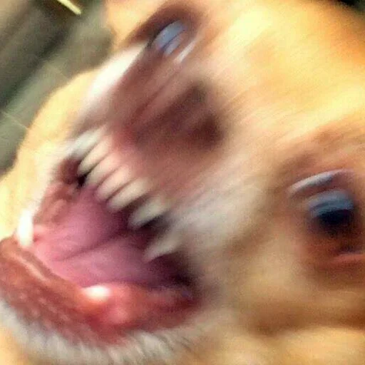 mammal animal indoor