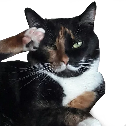 млекопитающее животное домашняя кошка