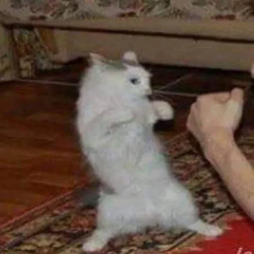 млекопитающее животное домашнее животное