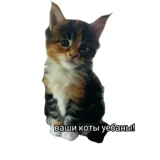 мемы сос @TgEmodziBot - 