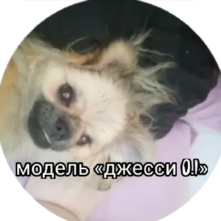 Стикер мемы сос @TgEmodziBot - 7