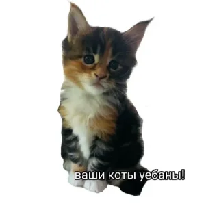 Стикер мемы сос @TgEmodziBot - 11