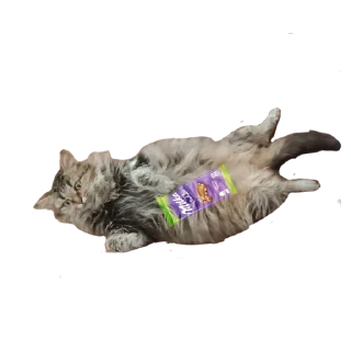 Стикер мемы сос @TgEmodziBot - 10