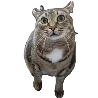 Sticker вася - 11