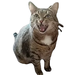 Sticker вася - 7