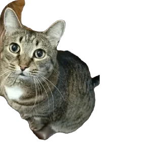 Sticker вася - 8