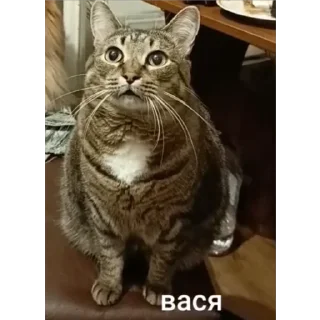 Sticker вася - 6