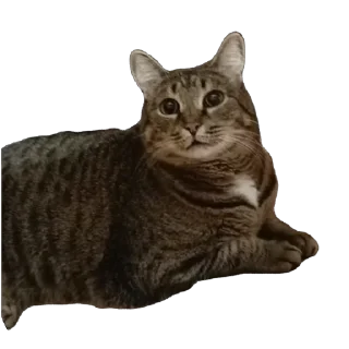 Sticker вася - 4