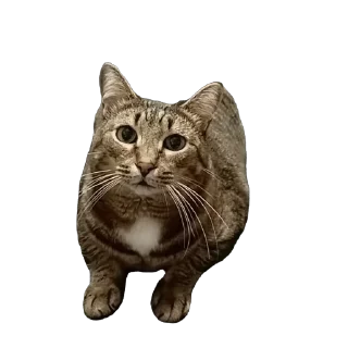 Sticker вася - 5