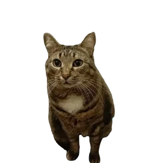 Sticker вася - 3